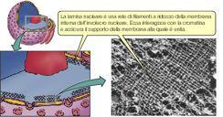 reticolo di lamìne (Lamine A, B, C) a ridosso della membrana interna: è responsabile del mantenimento e della ricostituzione