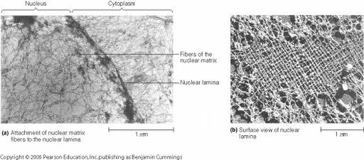 Vi aderisce la cromatina 7-9 nm 15-40 nm 7-9 nm Poro nucleare Importine Esportine Funzioni di riconoscimento molecolare del