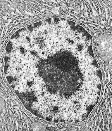 Cromatina e DNA Cromatina Organizzata in strutture granulari, i nucleosomi