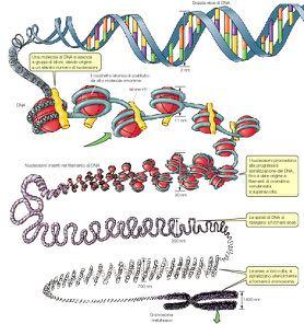 Architettura della cromatina: DNA e Istoni L aumento di complessità del