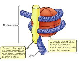Cromatina: DNA e Istoni H2A, H2B, H3, H4 nucleo istonico del nucleosoma H1 blocco di chiusura del rocchetto