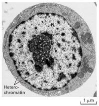 Genoma silente: Metilazione del DNA (5-metil Citosina) Le regioni di eterocromatina (hanno DNA iper-metilato