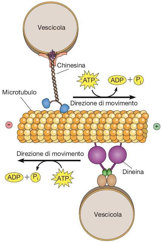 Motilità basata sui microtubuli: