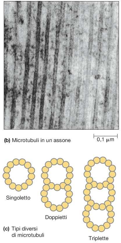 meiotico Mantenimento della forma