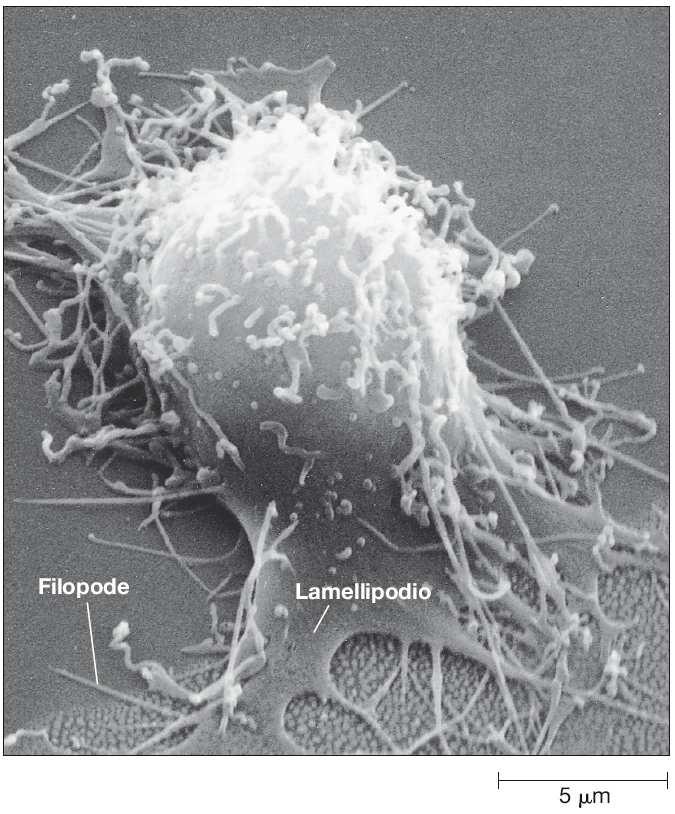 La migrazione cellulare di cellule striscianti non muscolari (fibroblasti, cellule embrionali ) utilizza protrusioni