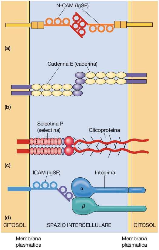 L adesione tra le cellule è mediata da proteine transmembrana CAM cell adhesion molecule.