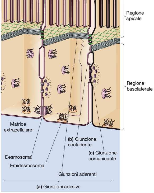 GIUNZIONI CELLULA-CELLULA Modificazioni specializzate delle membrane