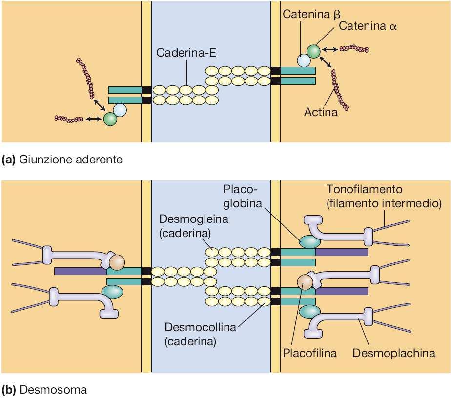 Giunzioni aderenti: legano le cellule tra loro nei tessuti e le ancorano al citoscheletro, garantendo l integrità del tessuto e la