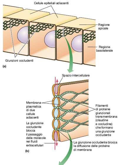 GIUNZIONI OCCLUDENTI Barriere formidabili Cellule epiteliali, dotti ghiandolari, vescica urinaria Mantenimento