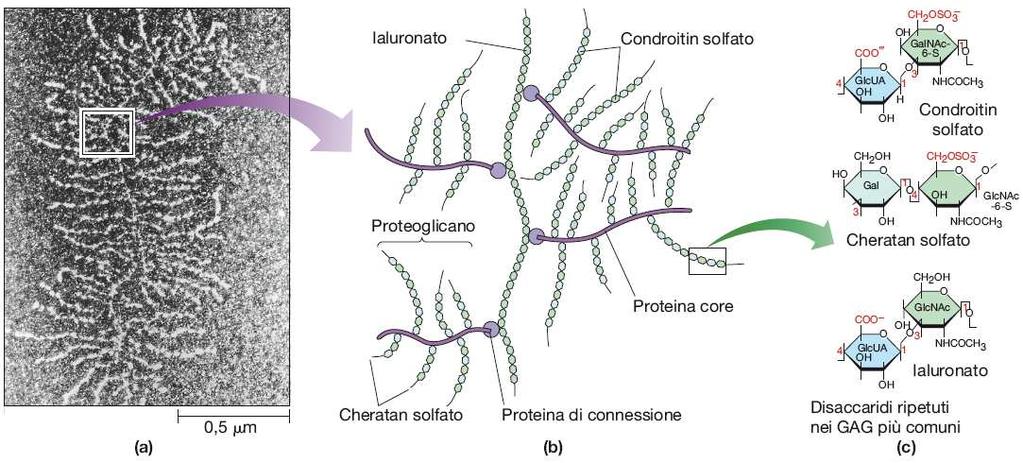 Proteoglicani, matrice