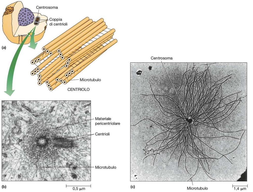 I microtubuli originano da una struttura cellulare detta MTOC centro organizzatore dei microtubuli.