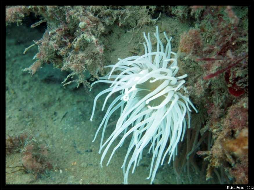 Anemonia viridis sbiancata per l assenza delle