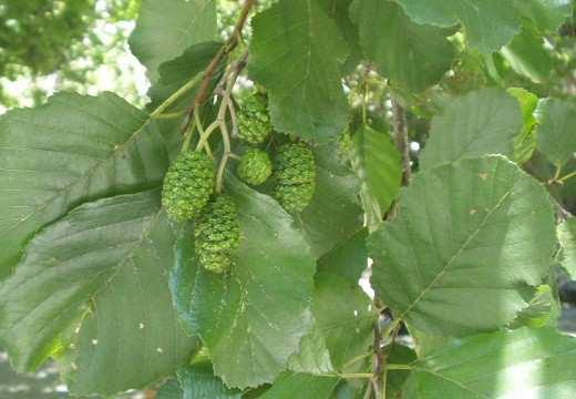 I frutti (achenio), legnosi, che contengono i semi alati, sono ovoidali. Predilige gli ambienti con disponibilità idrica (es. corsi d acqua). Fig. 12 Ontano Fig.