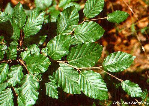 Pinaceae Pino (Pinus sp.), Abete (Abies sp.), Larice (Larix decidua Miller) periodo di fioritura: aprile giugno Cedro (Cedrus sp.