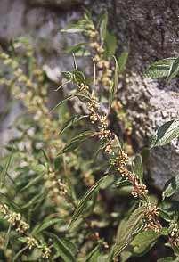 Plantaginaceae acia (Plantago lanceolata L.