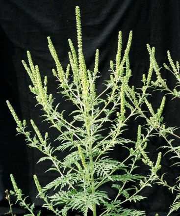Compositae Assenzio selvatico (Artemisia vulgaris L.