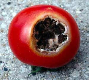 Molte specie possono causare malattie alle piante spontanee e coltivate; le più comuni sono a carico degli alberi da frutto (melo e pero).