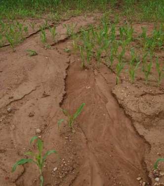 CONDIZIONALITA - BCAA obiettivo 1 : protezione del suolo dall EROSIONE EROSIONE Aree a rischio: aree coltivate collinari