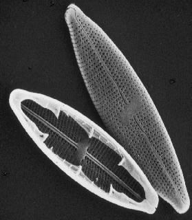 Le Diatomee Sono alghe Microscopiche Formano una sottile patina mucillaginosa di colore giallo-brunastro sul fondo dei corpi idrici Le numerose