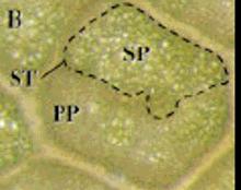 Sintomi tipo-ozono Sono stati descritti e validati i sintomi macro e microscopici di danno da ozono in Fraxinus