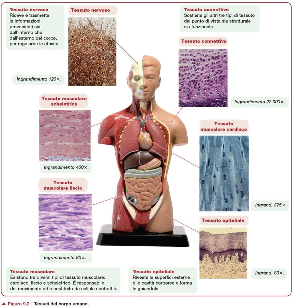 Quattro tipi principali di tessuti nel corpo Tessuto Epiteliale Tessuto Connettivo Tessuto Muscolare