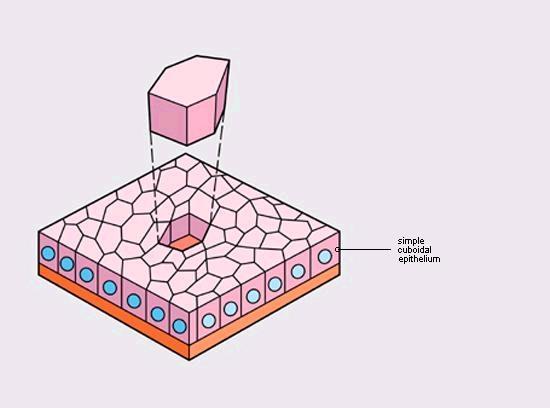 Epitelio Semplice Cubico Cellule forma cuboidale (altezza = larghezza = profondità) Con o senza microvilli Nuclei