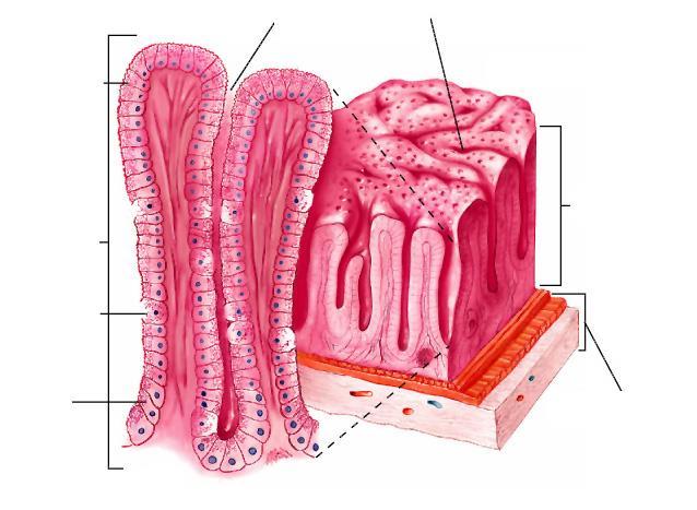 Mucosa Cellule