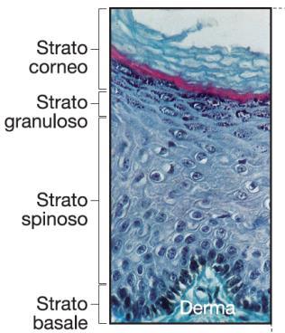 Epitelio Composto Pavimentoso Cheratinizzato Strato corneo cellule morte: cheratine + involucro corneo sotto membrana (involucrina, loricrina) Strato granuloso granuli: cheratoialina (filaggrina).
