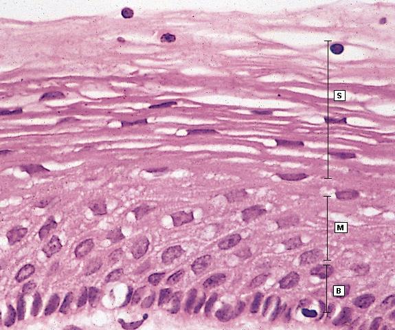 Cellule cuboidali verso la membrana basale, appiattite verso il