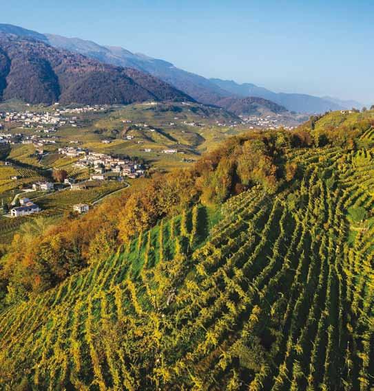 Consorzio Tutela DEL VINO Conegliano Valdobbiadene PROSECCO Piazza Libertà, 7 - Villa Brandolini Solighetto