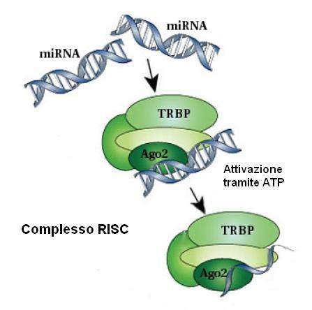 Figura 2: Attivazione del complesso RISC.