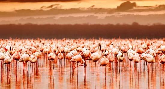 Kiboko 6 giorni Perfetto e consigliato! Questo Safari ci porterà in pochi giorni nei principali parchi del Nord della Tanzania TARANGIRE, SERENGETI, NGORONGORO.