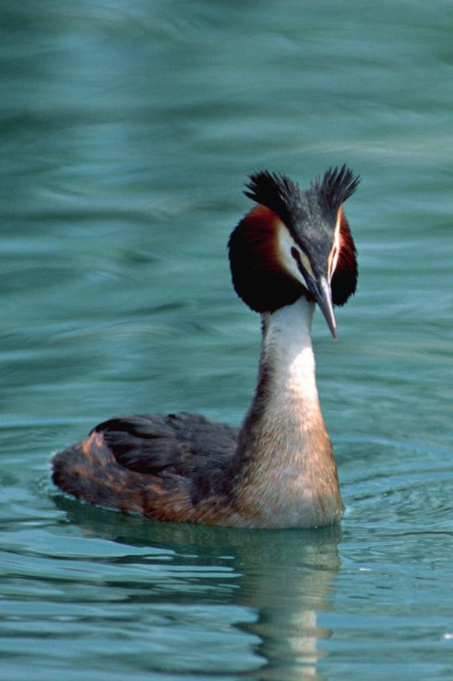 Uccelli 116 117 Le conoscenze sulla fauna ornitologica delle lagune nord-adriatiche sono certamete buone, specie se raffrontate con altre aree costiere italiane.