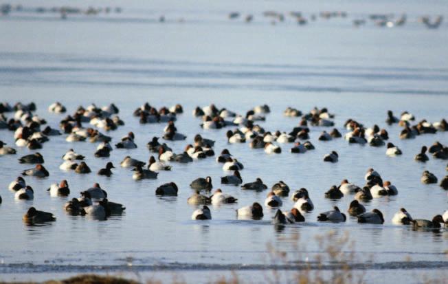 128 gli uccelli acquatici, soprattutto per gli anatidi, che si concentrano nelle valli durante le migrazioni e lo svernamento.