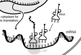 Cosa serve per la Sintesi delle Proteine RNA messaggero (mrna): Porta le informazioni sulla sequenza di aminoacidi che deve avere una proteina RNA transfer (trna): Porta gli