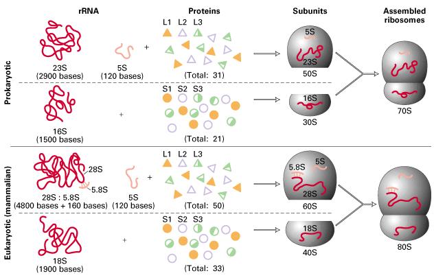 Genesi dei Ribosomi Si assemblano