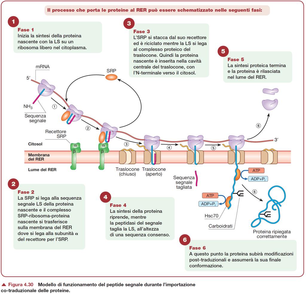 Protagonisti: Peptide segnale (che al termine viene rimosso) SRP: proteina