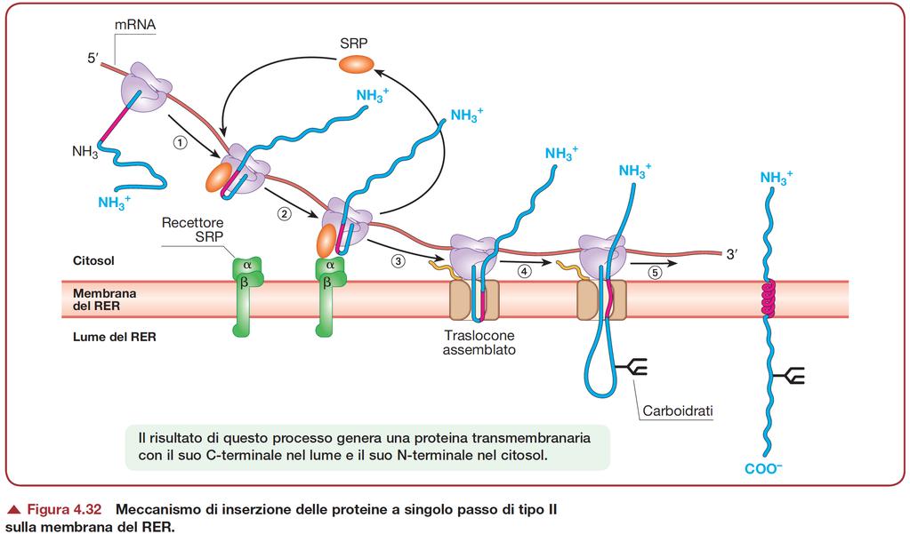 Sintesi e localizzazione di proteine di membrana tipo II: Estremità amino-terminale