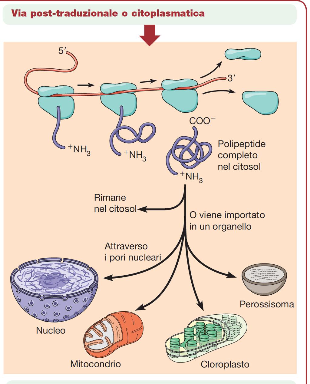 Cellule con molti ribosomi liberi Globuli Rossi Sintesi di Emoglobina Cellule muscolari in differenziamento