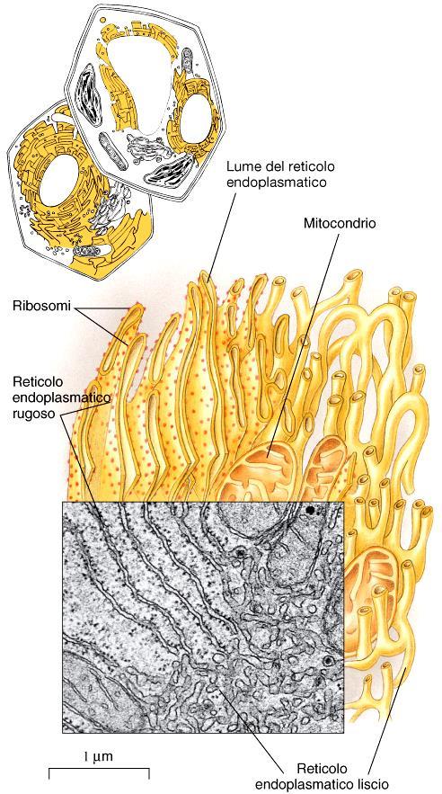 Reticolo Endoplasmatico Labirinto di tubuli ramificati e