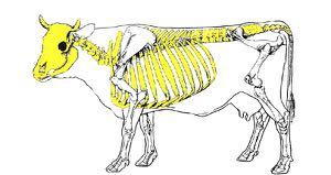rachide vertebre e canale vertebrale Gabbia toracica vertebre