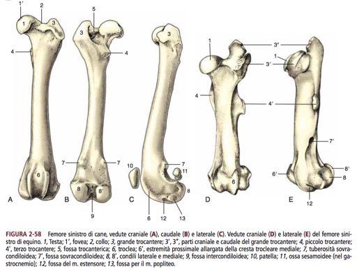 PRINCIPALI TIPI MORFOLOGICI DI OSSA OSSA LUNGHE: La lunghezza prevale
