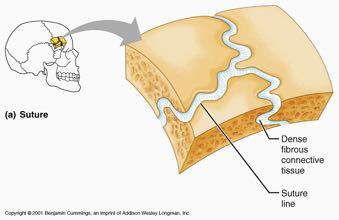 ARTICOLAZIONI (o giunture) classificazione ARTICOLAZIONI NON SINOVIALI (sinartrosi): I due segmenti scheletrici continui con interposto tessuto di varia natura: