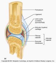 DIARTROSI osso-spazio-osso Articolazioni per contiguità Capsula articolare (capsula