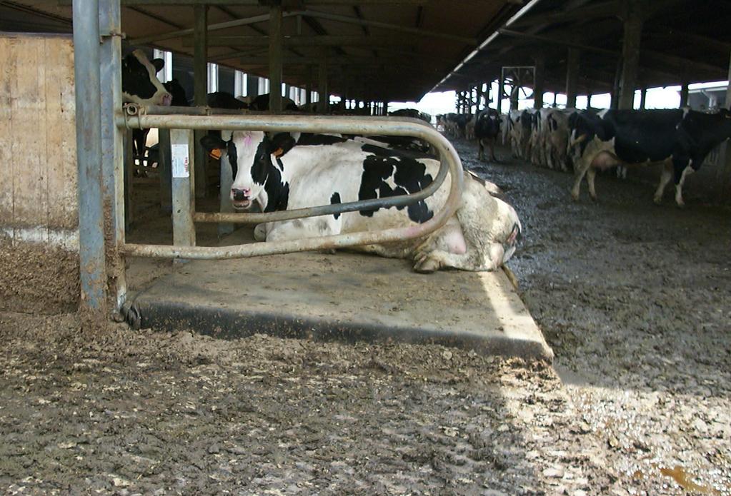 Lettiera per vacche Formata da un morbido materassino indeformabile