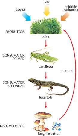 BATTERI: qualche nemico in un esercito di amici!