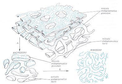 Reticolo endoplasmatico Le cavita delimitate dalla