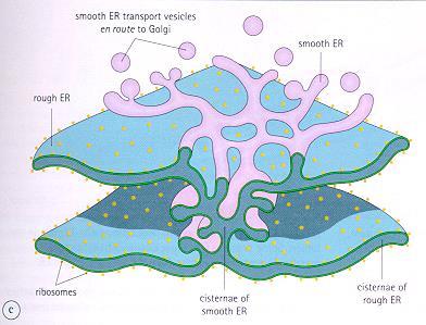 Sistema vacuolare interno Il RER, il REL ed il complesso di Golgi costituiscono