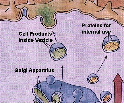 Apparato del Golgi Le funzioni dell apparato di Golgi