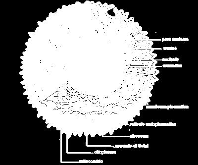 Sistema membranoso del citoplasma In realtà lo ialoplasma è invaso da un complesso sistema di membrane che circoscrivono ampie cavità chiuse e comunicanti fra loro.